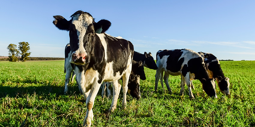 BVD bovino: Qué es, síntomas y cómo prevenir esta enfermedad viral